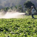 POR QUE A UNIFORMIDADE FAZ DIFERENÇA NO DESENVOLVIMENTO DAS PLANTAS E NO DESEMPENHO DA LAVOURA