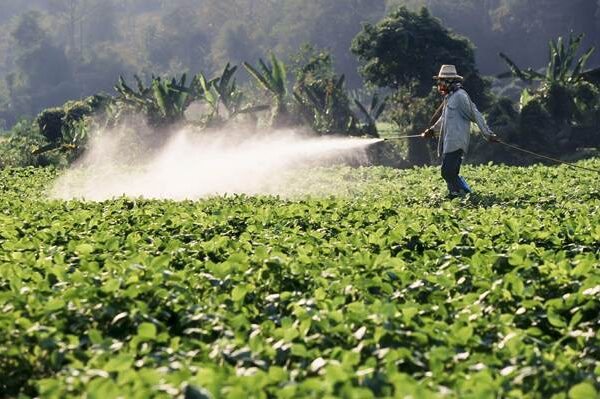 POR QUE A UNIFORMIDADE FAZ DIFERENÇA NO DESENVOLVIMENTO DAS PLANTAS E NO DESEMPENHO DA LAVOURA